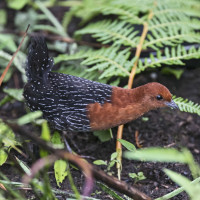 Red-chested Flufftail